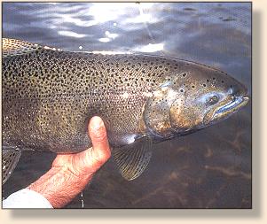15 lb fall chinook