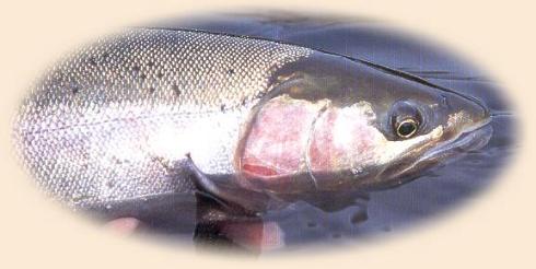 Wild October steelhead before release