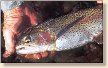 Rainbow from the Holy Water