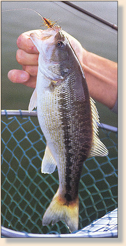 Alabama spotted bass