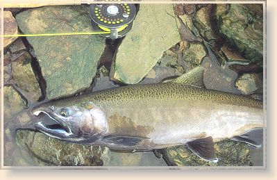 Coho (silver) salmon