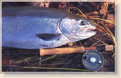 Steelhead