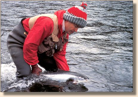 Wild February steelhead