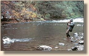 Wild fish on a wild river - the Salmon