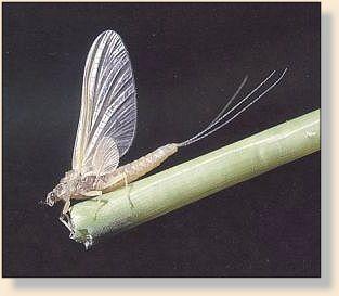 Mayfly