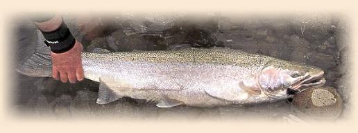 Twenty pound steelhead