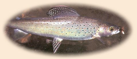 Planted Grayling from Horseshoe Lake