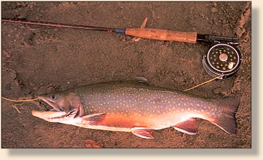 Henry's Lake Brook Trout