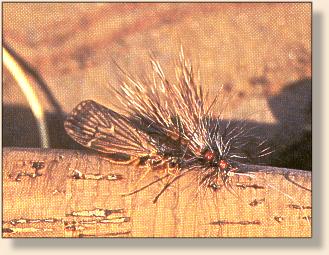 Caddis, real and fake