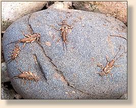 Stonefly shucks on the Yakima