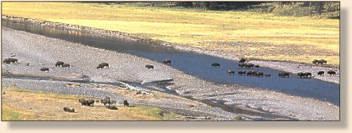 Buffalo crossing the Lamar River