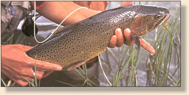 Buffalo Ford three-pound cutt