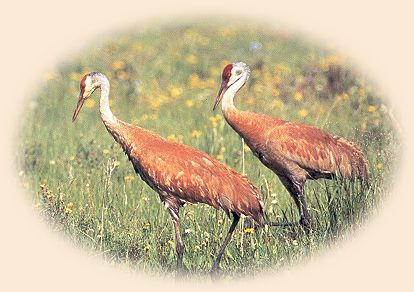 Sand Hill cranes are common Yellowstone residents