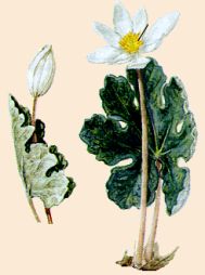 Bloodroot