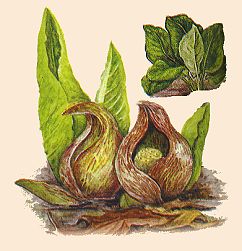 Skunk Cabbage