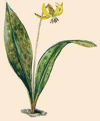 Trout Lily