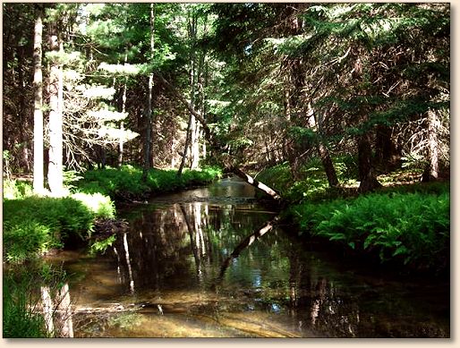 Local stream