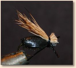 Beetle