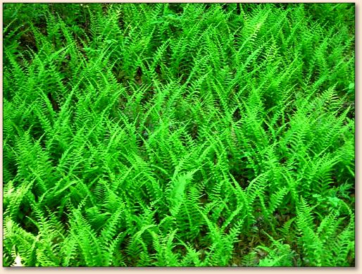 Ferns