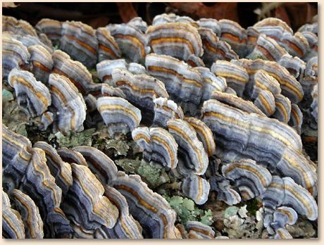Oyster Fungi