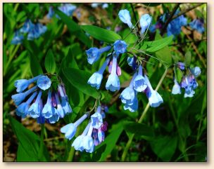 Virginia Bluebells