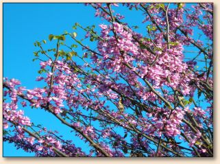 Redbud