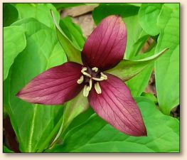 Trillium