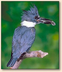 Belted Kingfisher