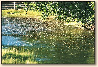 Caddis Hatch