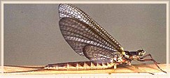 Mayfly