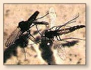 Midge