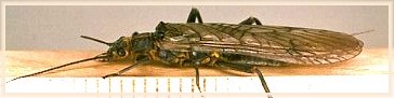 Stonefly