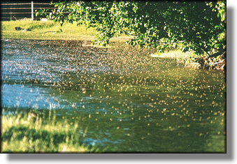 Caddis Blanket Hatch