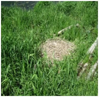 nest