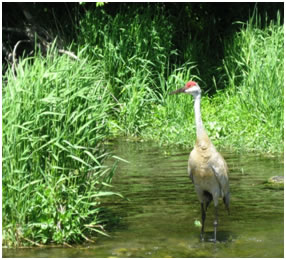 adult on guard