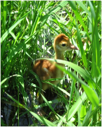 the chick