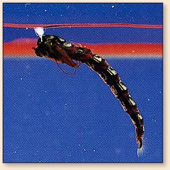 A Chironomid pupa hangs at the surface prior to emergence