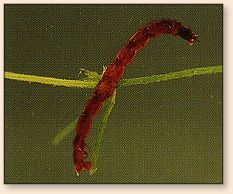 The segmented worm-like
larvae are commonly called bloodworms
