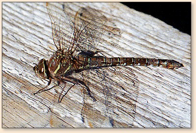 A resting Aeshnidae adult
