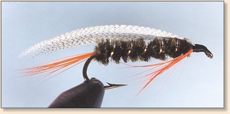 Stayner Ducktail