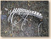 Skeleton