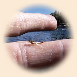 tiny insect