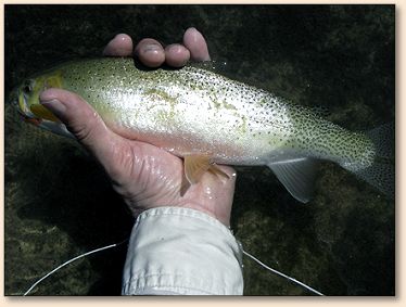 Cutthroat
