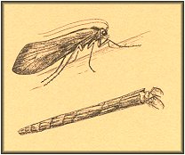 Typical Caddis Case and Adult