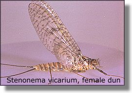 Stenonema vicarium, female