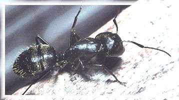 Black Ant