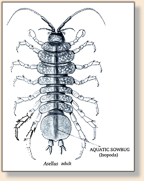 <i><b>Asellus</i></b> adult