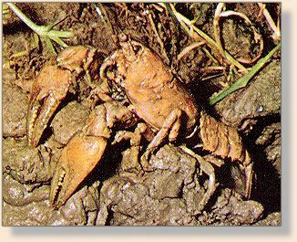 Crayfish