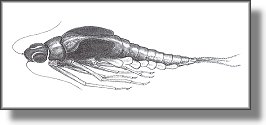 Baetis nymph