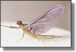 Ephemerella attenuata